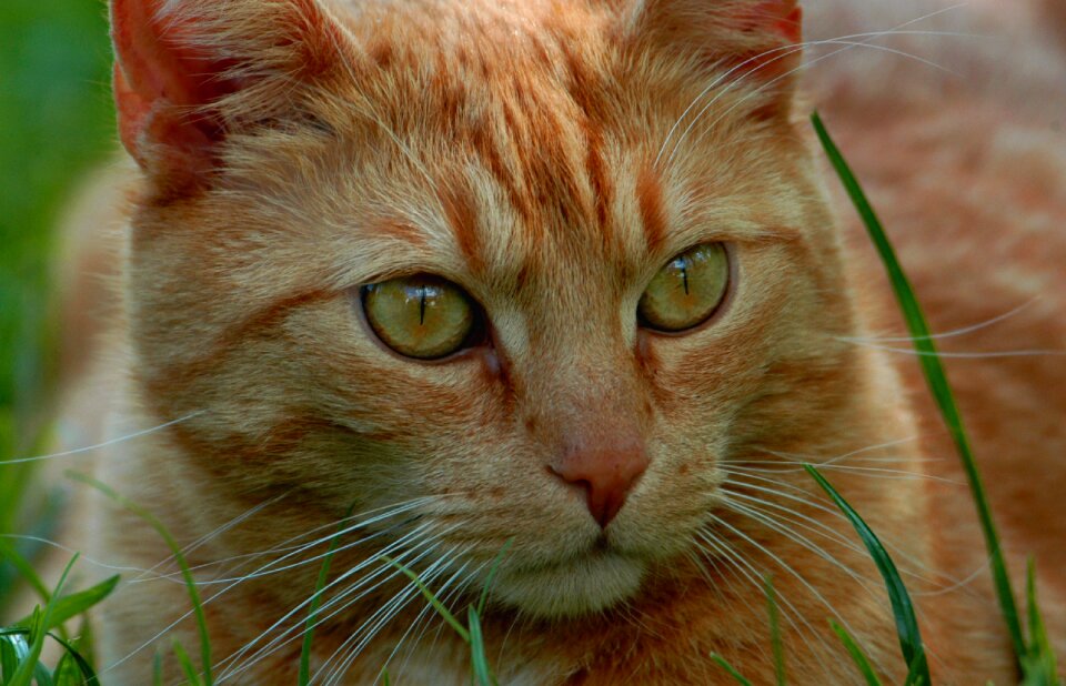 Fur mieze red tomcat