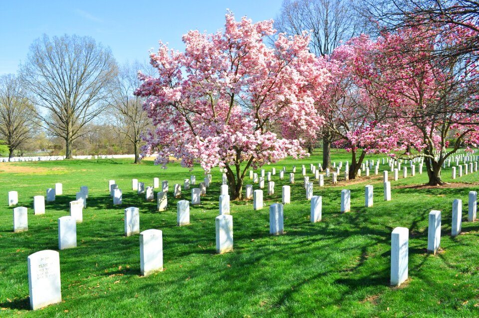 Cemetery blossom tree