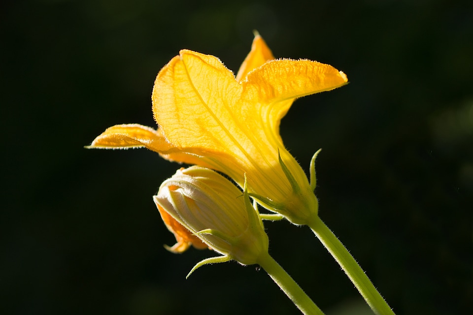 Bloom nature yellow