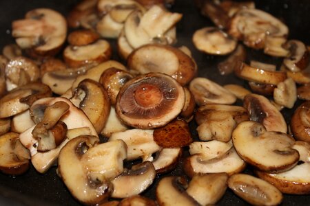 Brown forest rustic