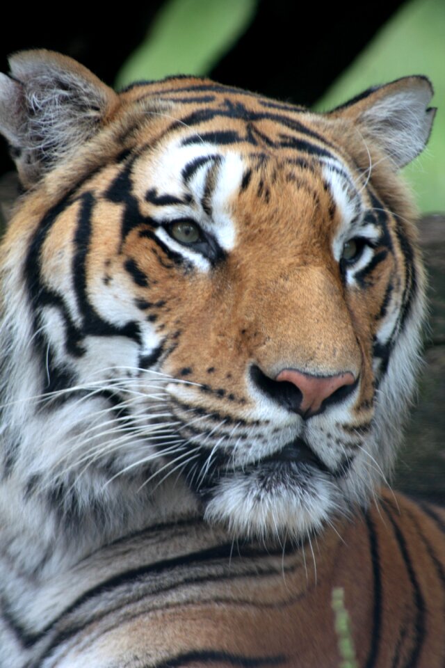 Tiger africa drawing