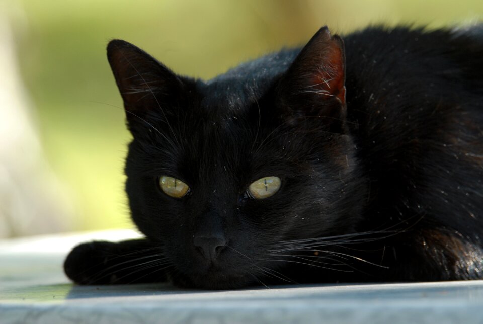 Cat black cat mieze