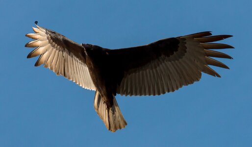 Scavenger vulture beak photo