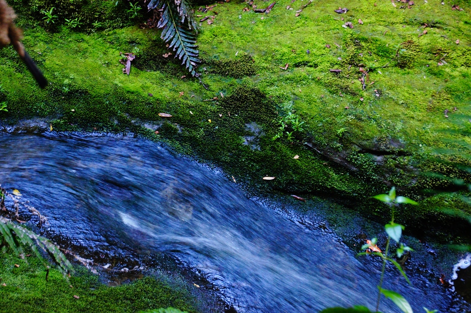 River green nature