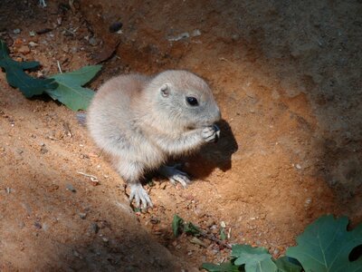 Animal cute prairie dogs