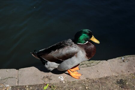 Wildlife pond animal