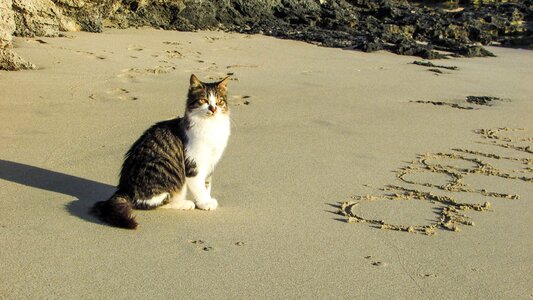 Sand animal cute