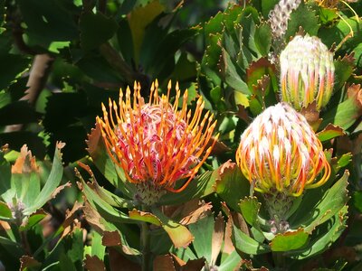Cape town botanical garden kirstenbosch