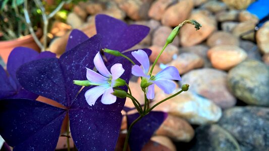 Blossom blooming plant