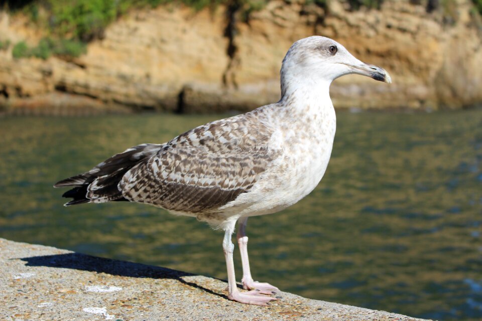 Grey plumage fauna