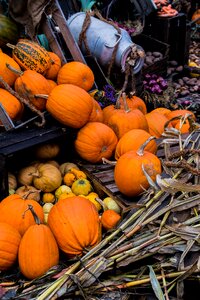 Halloween autumn pumpkin