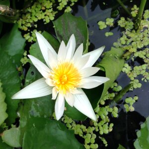 Nature water plants fresh