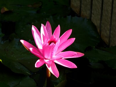 Early in the morning dew pink