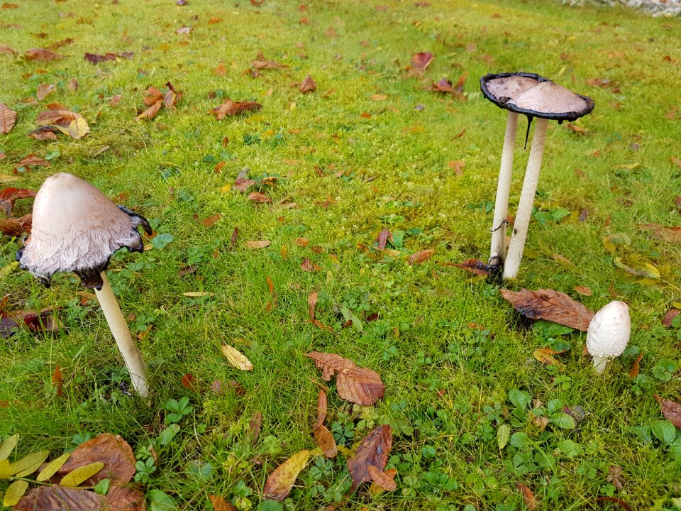 Mushroom comatus edible young