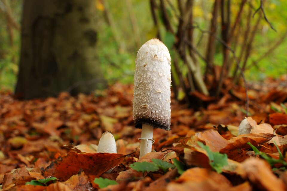 Mushroom plant forest