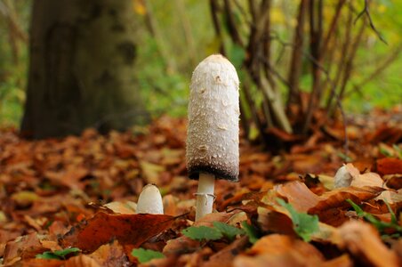 Mushroom plant forest
