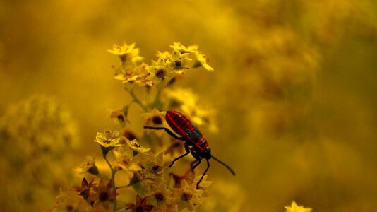 Macro nature grass