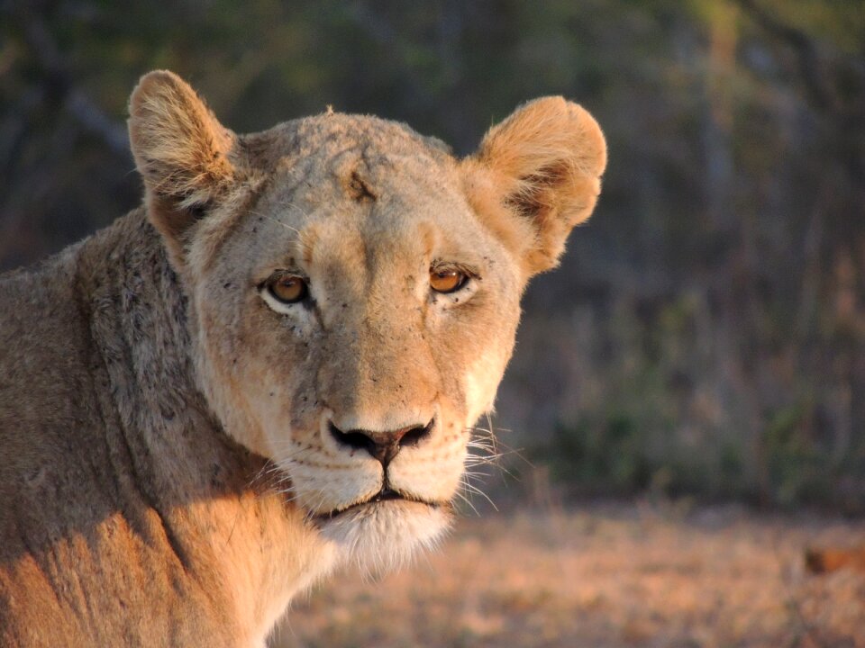 Africa savannah predator photo