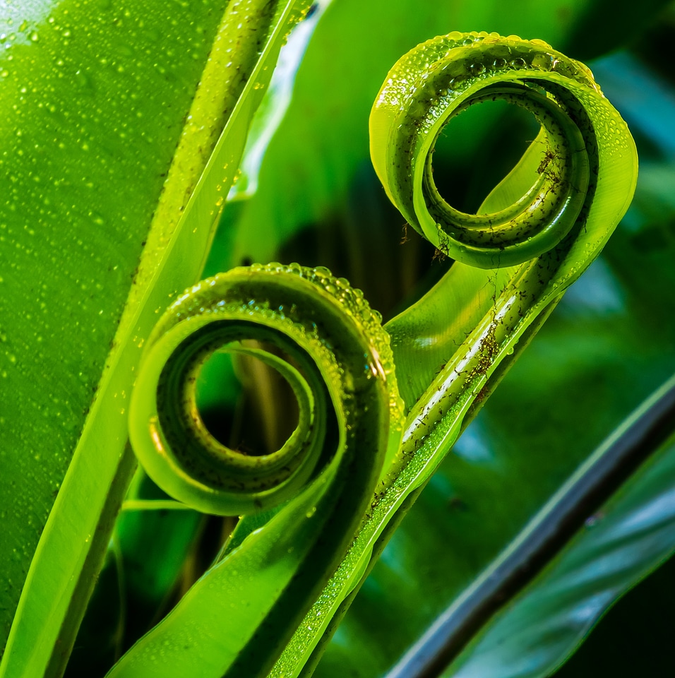 Fern leaf fern green