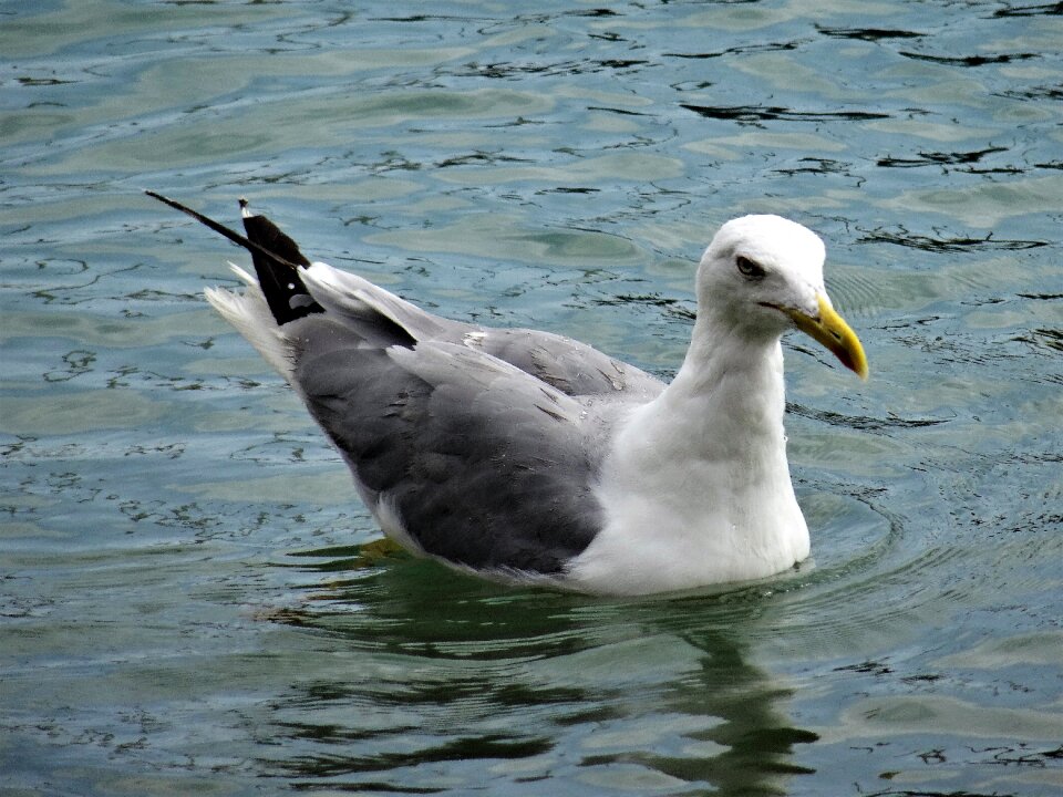 Water bird water bird