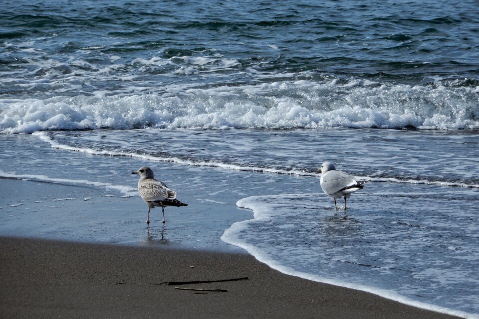 Wave seagull seabird