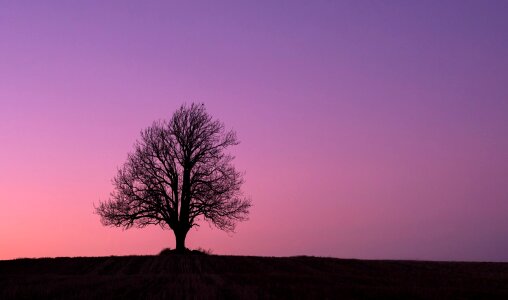 Purple pink night