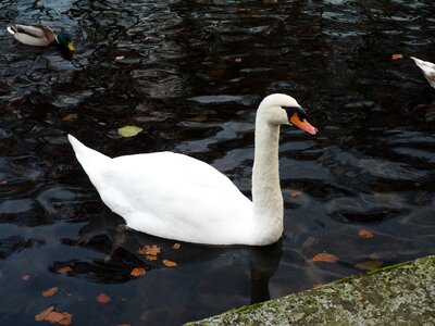 Swans water bird lake photo