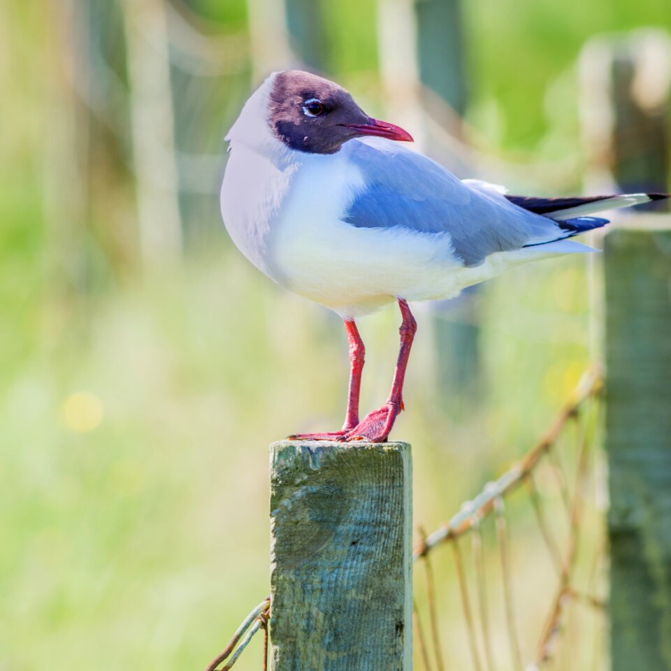Seagull fence view