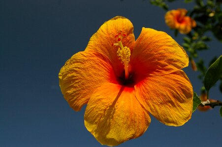 Petals plant pistil