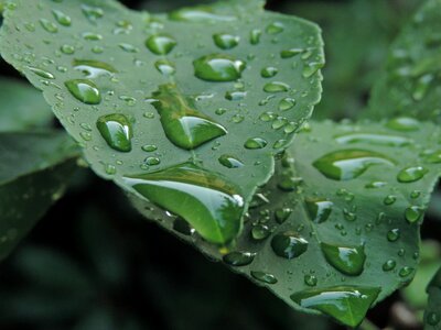 Nature leaves rain