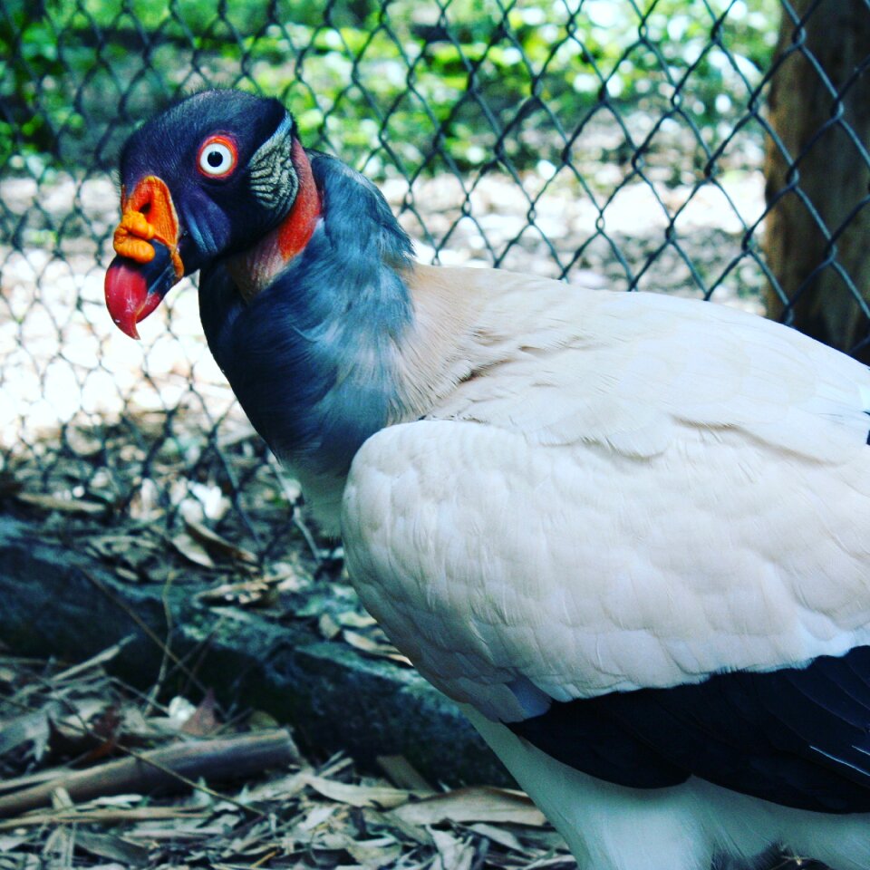 King vulture sarcoramphus papa condor of the jungle