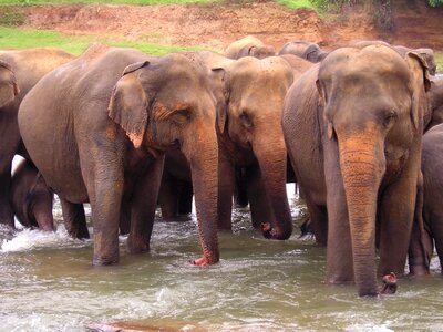 Wildlife ceylon outdoor