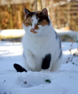 Frozen outdoors hairy