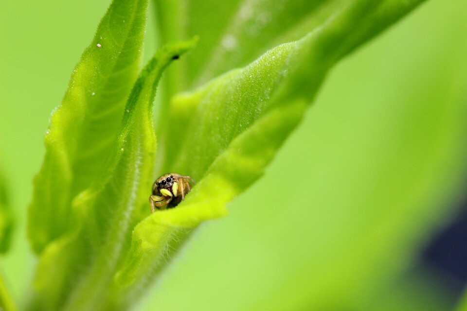 Macro nature arachnid