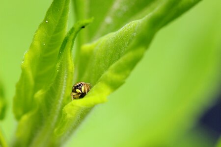 Macro nature arachnid