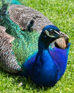 Colorful bright blue