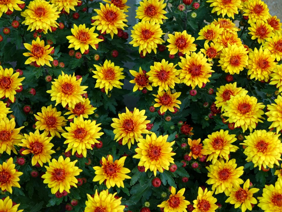 Yellow upward compositae