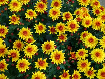 Yellow upward compositae