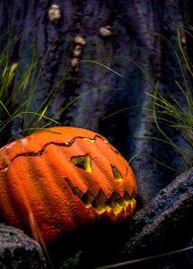 Halloween autumn pumpkin photo