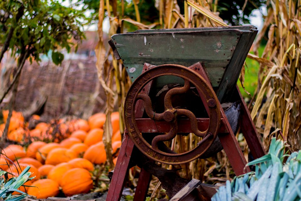 Halloween autumn pumpkin