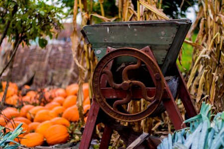 Halloween autumn pumpkin