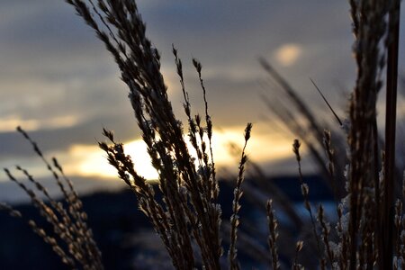Cold frost grass photo
