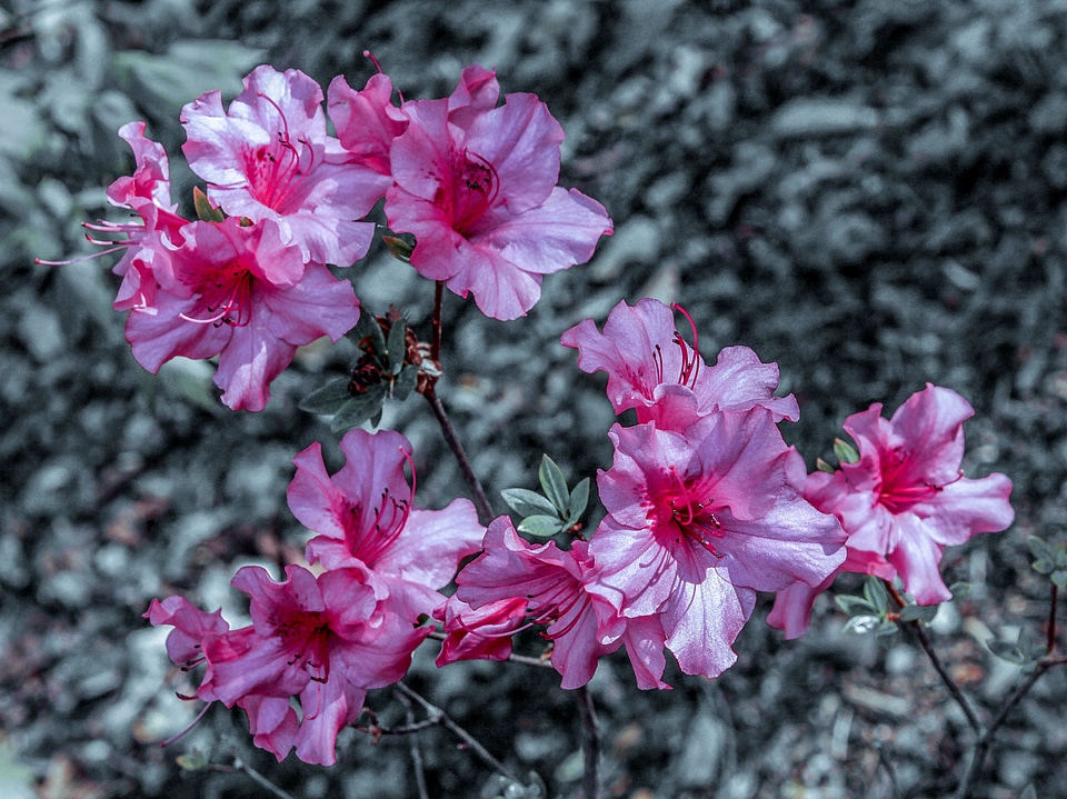 Floral plant natural