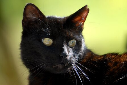 Cat black cat mieze