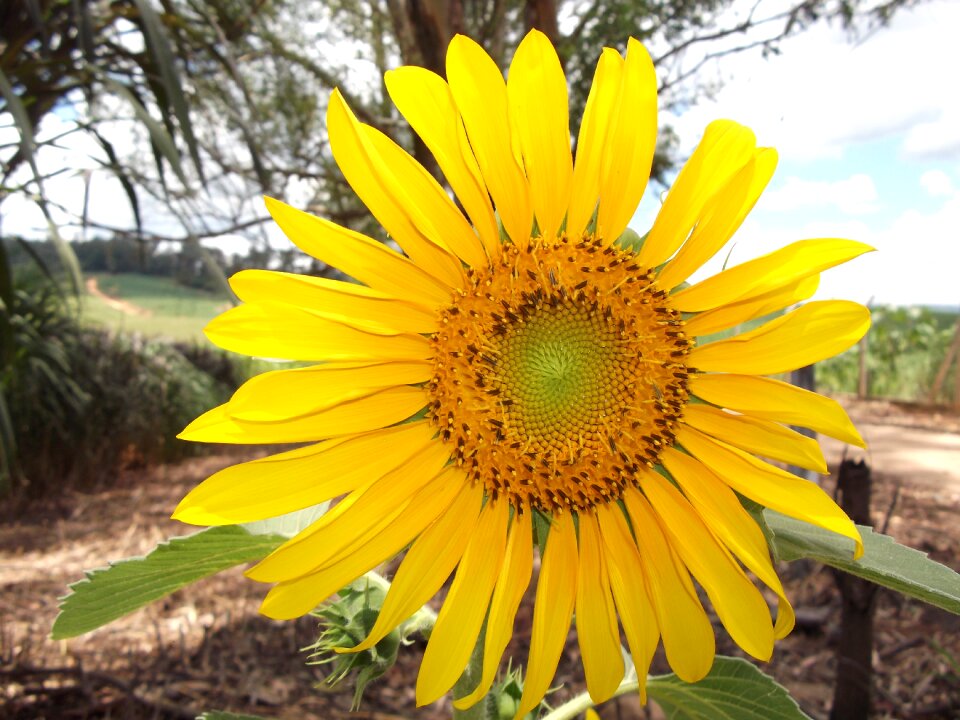 Flowers spring plant