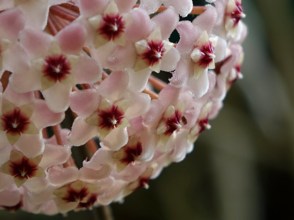 櫻 falkland islands snowball flowers flower
