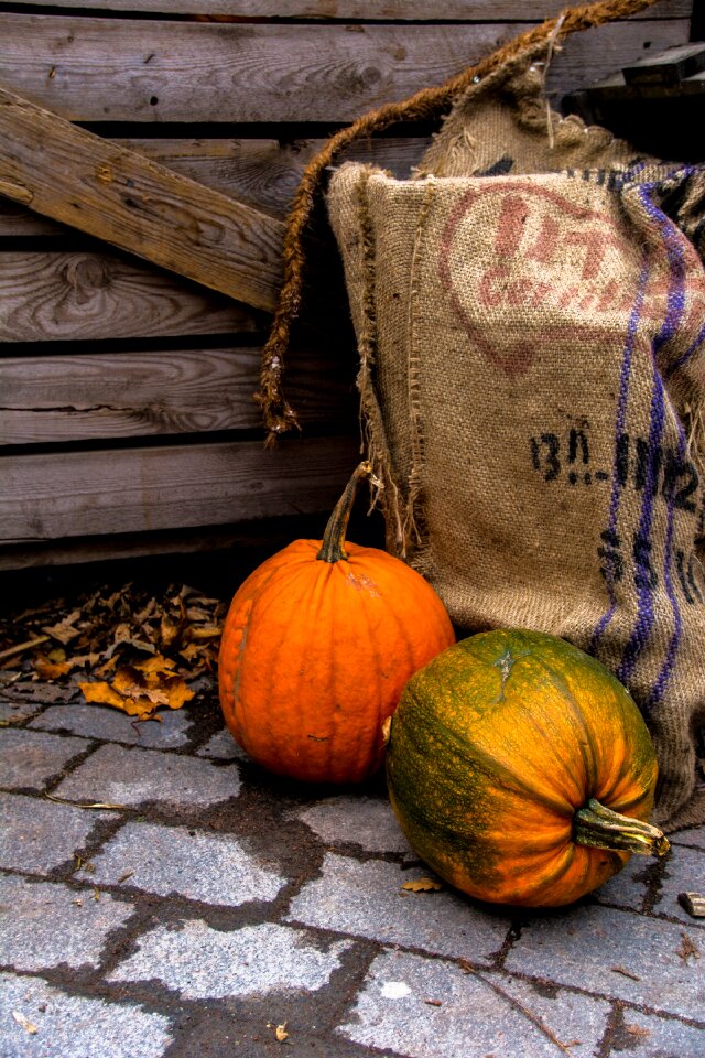 Halloween autumn pumpkin