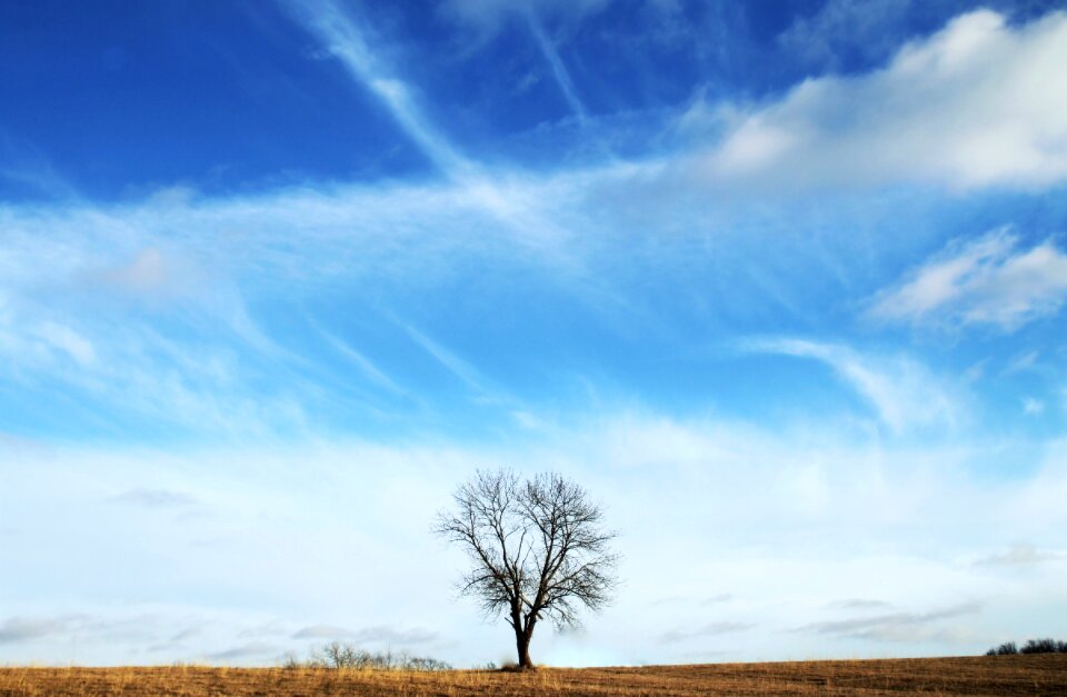 Field nature forest
