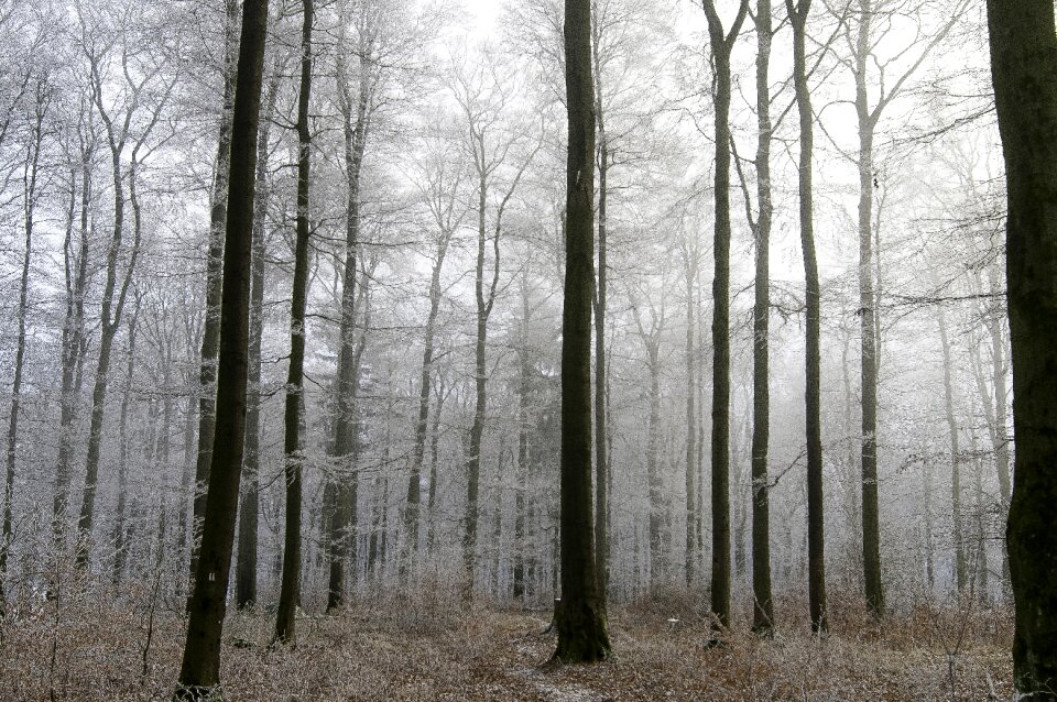 Harmony peaceful frost