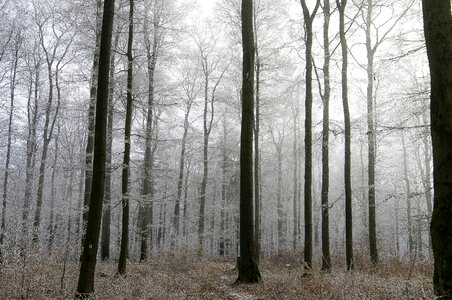 Harmony peaceful frost